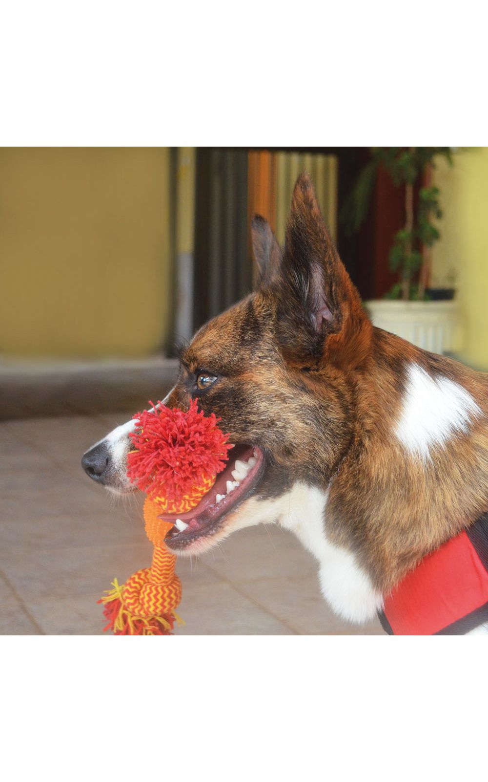 Foto 3 - Brinquedo de Corda para Cães Corda com Mordedor Mimo - PP118